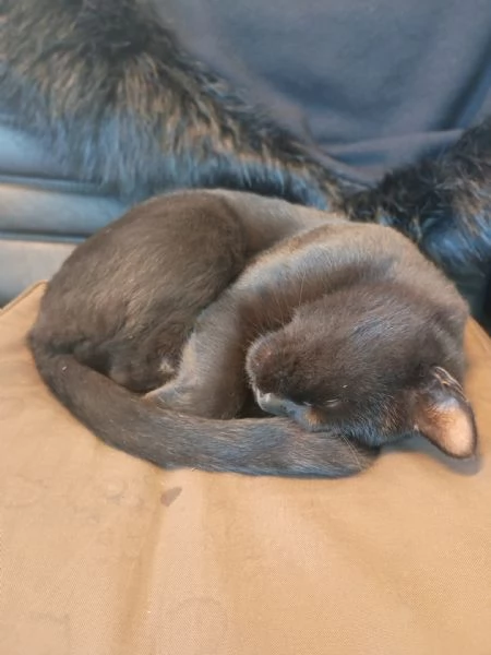 NERONE - gatto di 2 anni | Foto 2