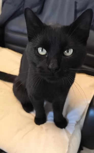 NERONE - gatto di 2 anni | Foto 1