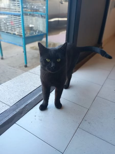 NERONE - gatto di 2 anni | Foto 0