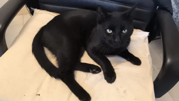 NERONE - gatto di 2 anni