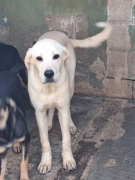 CREMINO - simil labrador di 1 anno | Foto 3