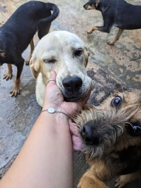 CREMINO - simil labrador di 1 anno | Foto 2