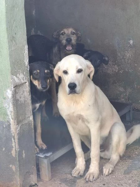 CREMINO - simil labrador di 1 anno | Foto 1