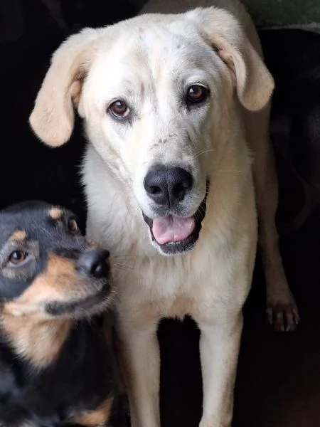 CREMINO - simil labrador di 1 anno