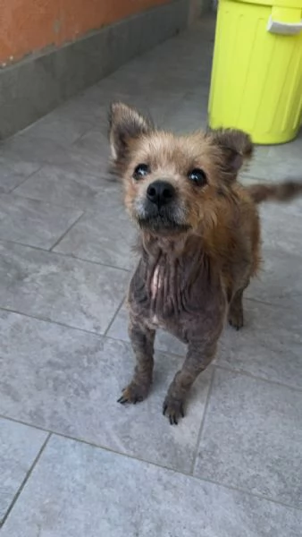 ALLEGRA - cagnolina di 5 anni - taglia mini | Foto 3