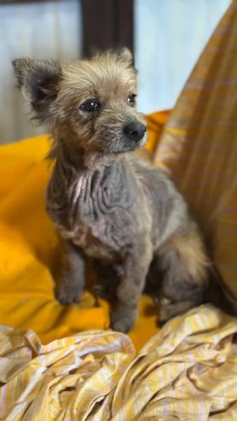 ALLEGRA - cagnolina di 5 anni - taglia mini | Foto 2