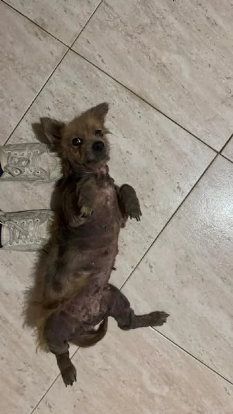 ALLEGRA - cagnolina di 5 anni - taglia mini | Foto 1