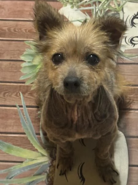 ALLEGRA - cagnolina di 5 anni - taglia mini | Foto 0