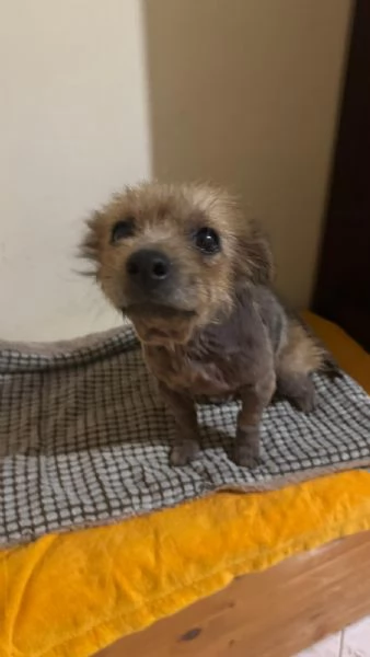 ALLEGRA - cagnolina di 5 anni - taglia mini