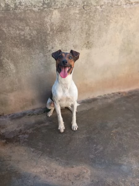 JACK - simil jack russel di 1 anno