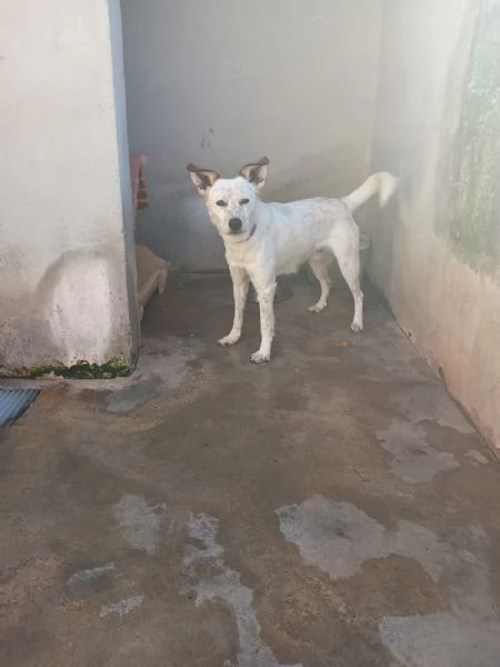 TOMMY - cagnolino di 1 anno e mezzo - taglia media | Foto 4