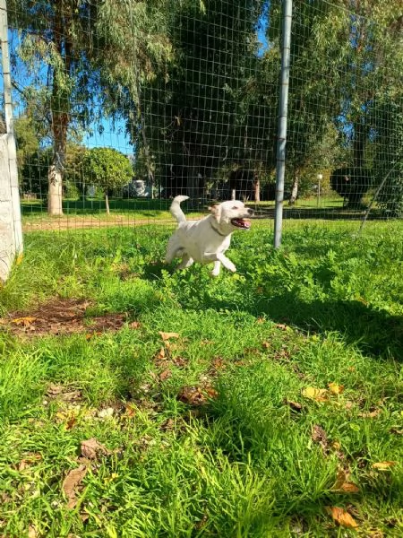 TOMMY - cagnolino di 1 anno e mezzo - taglia media | Foto 3