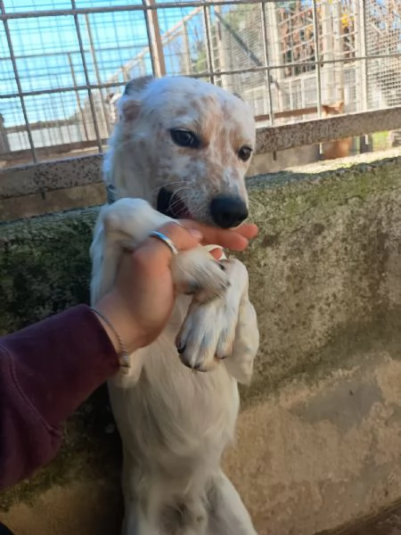 TOMMY - cagnolino di 1 anno e mezzo - taglia media | Foto 1