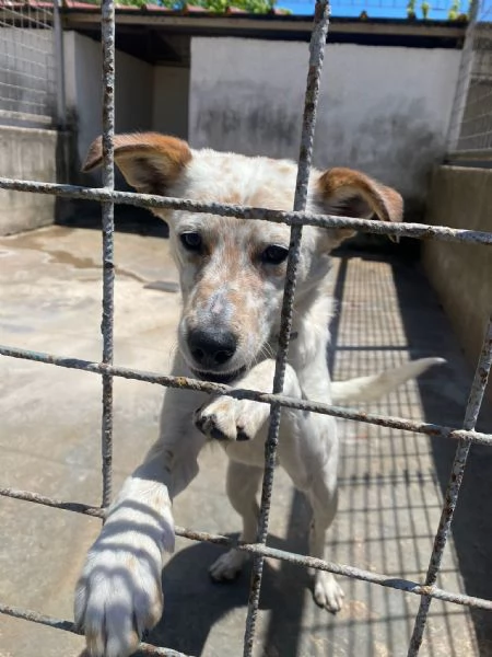 TOMMY - cagnolino di 1 anno e mezzo - taglia media