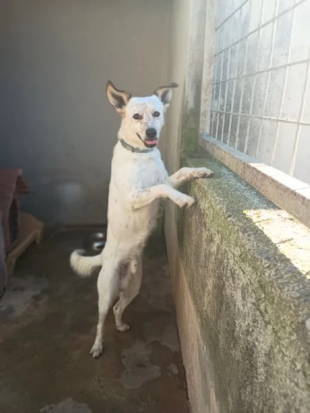 TOMMY - cagnolino di 1 anno e mezzo - taglia media | Foto 0