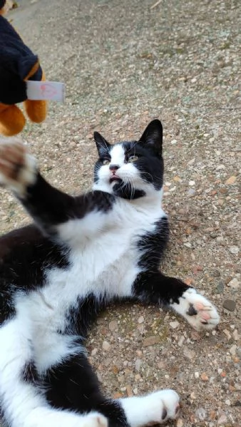 ODINO - gattino di 7 mesi | Foto 3