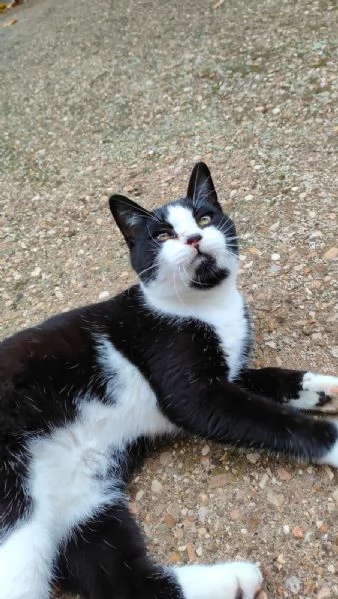 ODINO - gattino di 7 mesi