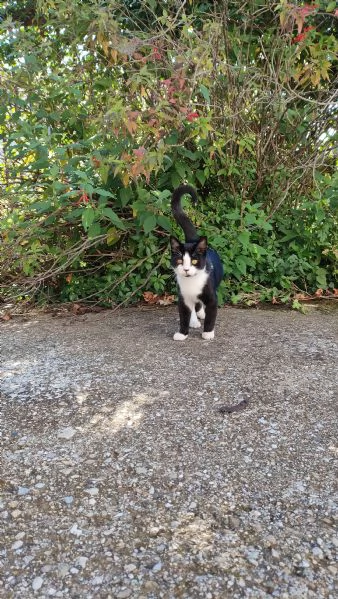 ODINO - gattino di 7 mesi | Foto 2