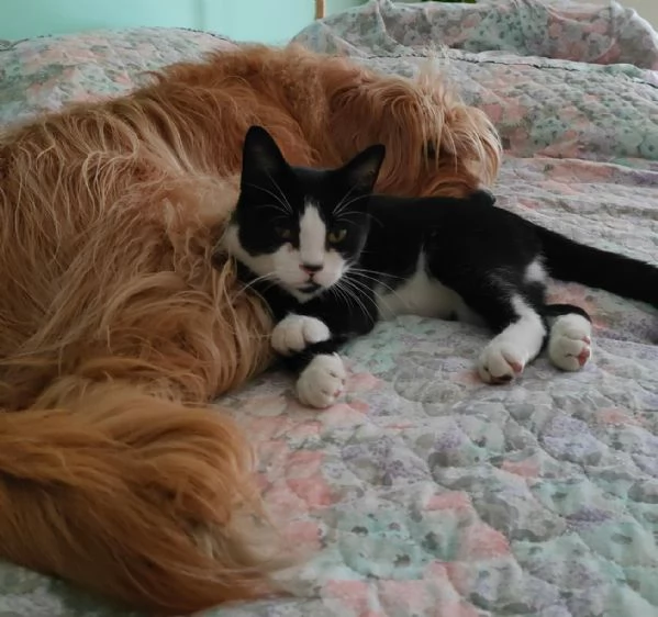 ODINO - gattino di 7 mesi | Foto 1