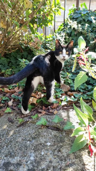 ODINO - gattino di 7 mesi | Foto 0