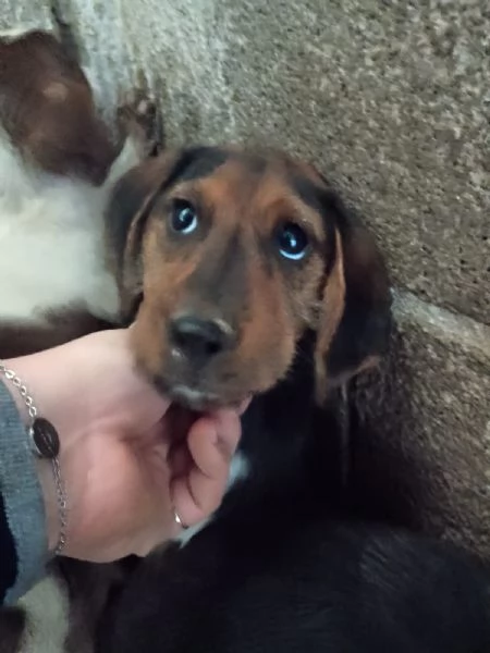 SAM - cucciolo di 3 mesi - taglia piccola