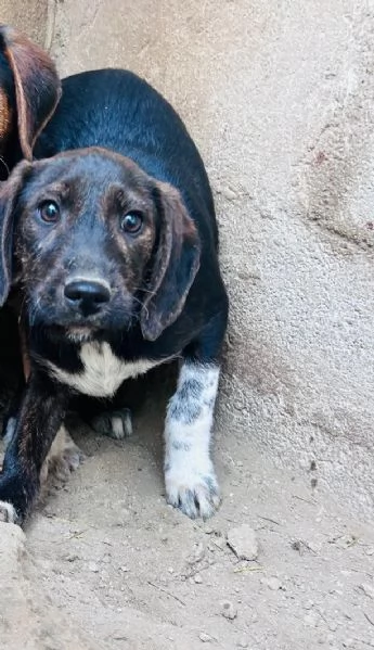 FRED - cucciolo di 4 mesi (13kg da adulto)