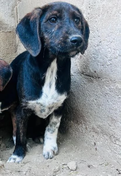FRED - cucciolo di 4 mesi (13kg da adulto) | Foto 1