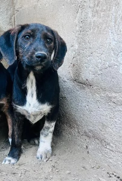 FRED - cucciolo di 4 mesi (13kg da adulto) | Foto 0