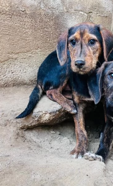 SAM - cucciolo di 4 mesi - taglia medio-piccola | Foto 1