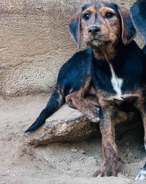 SAM - cucciolo di 4 mesi - taglia medio-piccola | Foto 0