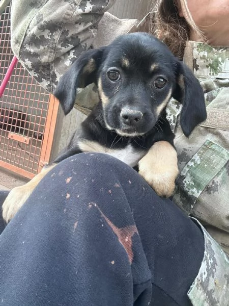 IRIS - cucciola di 4 mesi - taglia piccola | Foto 1