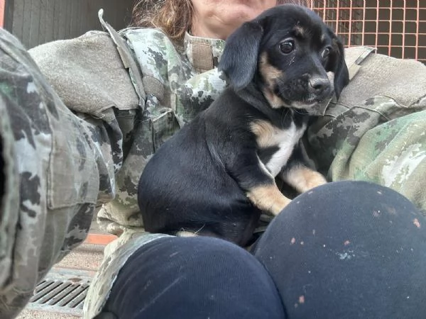 IRIS - cucciola di 4 mesi - taglia piccola | Foto 0