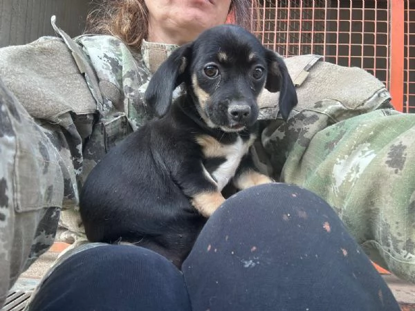 IRIS - cucciola di 4 mesi - taglia piccola