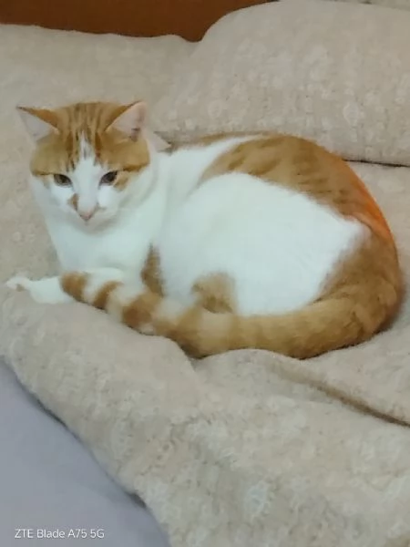 ARTU' - gattino di 10 mesi | Foto 2