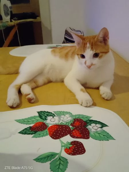 ARTU' - gattino di 10 mesi | Foto 1