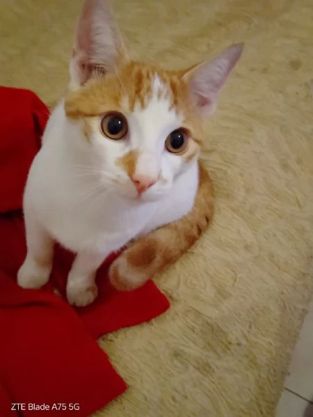 ARTU' - gattino di 10 mesi