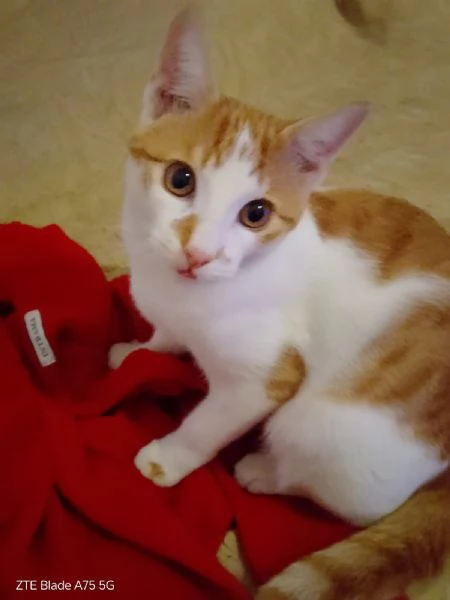 ARTU' - gattino di 10 mesi | Foto 0