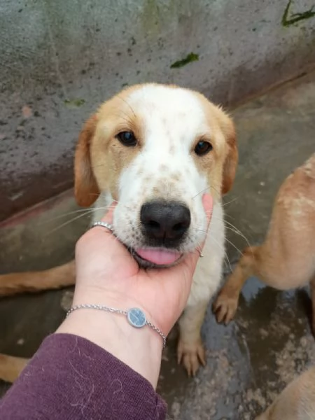 CAPPUCCINO - cucciolo di 11 mesi - taglia media