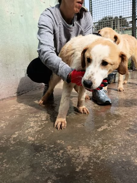 CAPPUCCINO - cucciolo di 11 mesi - taglia media | Foto 2