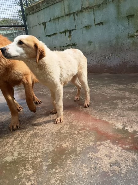 CAPPUCCINO - cucciolo di 11 mesi - taglia media | Foto 1
