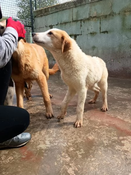 CAPPUCCINO - cucciolo di 11 mesi - taglia media | Foto 0