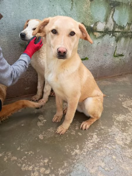 BIONDA - cucciola di 11 mesi - taglia media | Foto 2