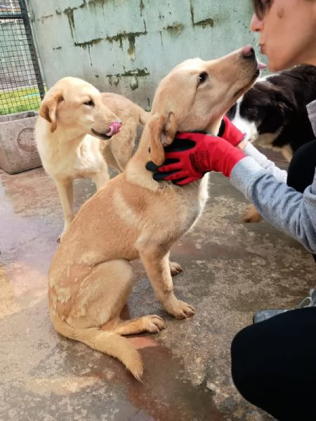 BIONDA - cucciola di 11 mesi - taglia media | Foto 1