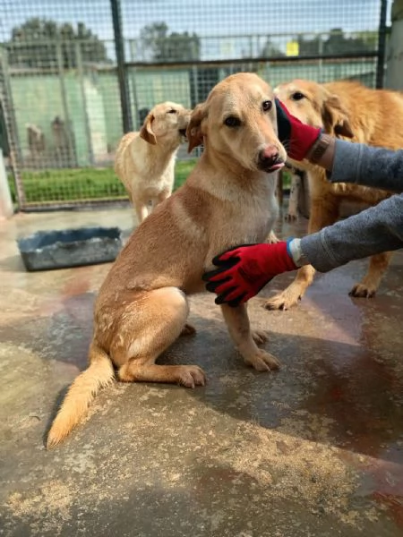 BIONDA - cucciola di 11 mesi - taglia media