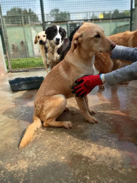 BIONDA - cucciola di 11 mesi - taglia media | Foto 0