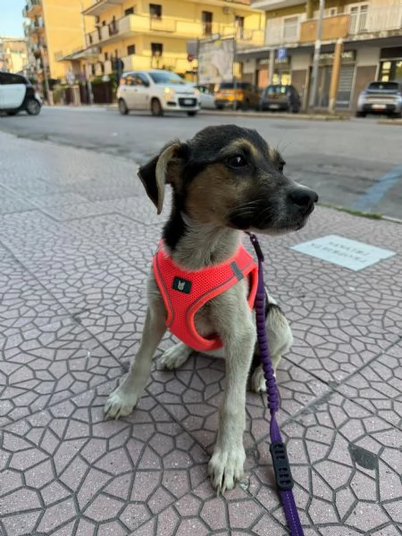 SOPHIE - cucciola di 5 mesi - taglia media | Foto 4