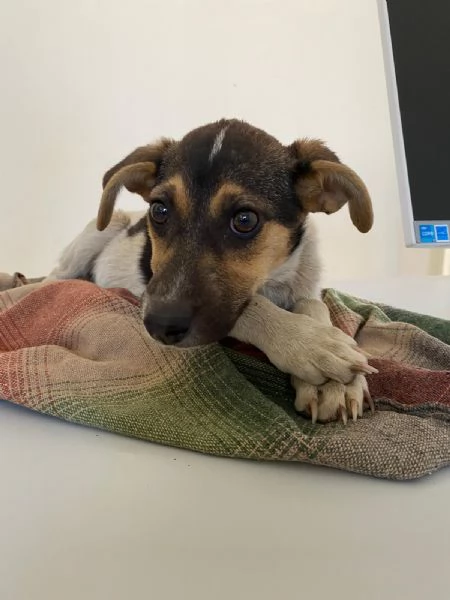 SOPHIE - cucciola di 5 mesi - taglia media | Foto 3