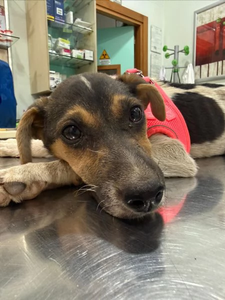 SOPHIE - cucciola di 5 mesi - taglia media | Foto 1