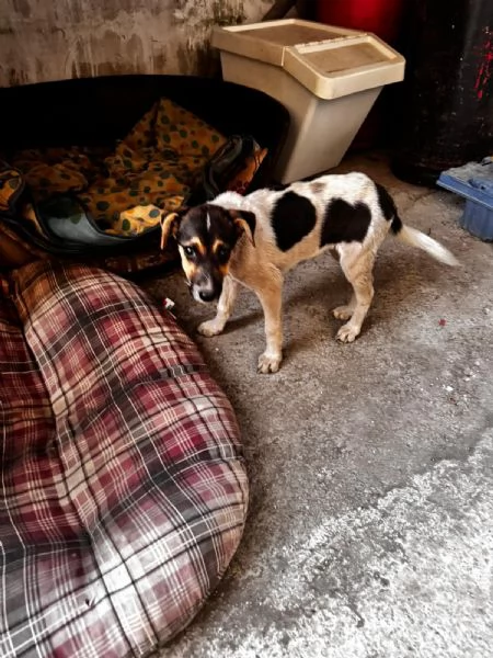 SOPHIE - cucciola di 5 mesi - taglia media | Foto 0