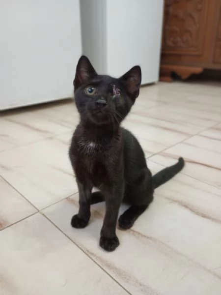 JACK SPARROW - gattino di 2 mesi 